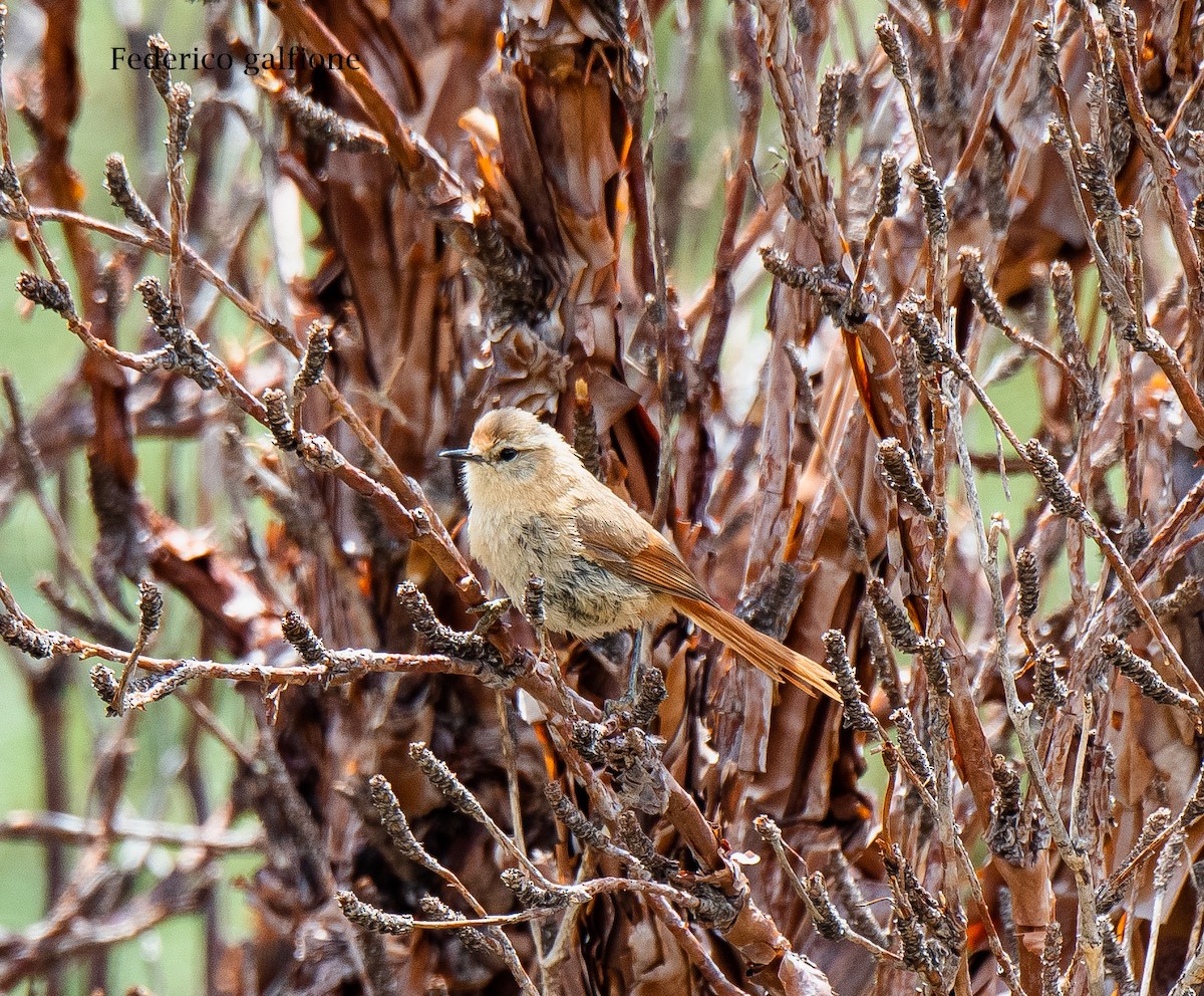 Tawny Tit-Spinetail - ML644237803