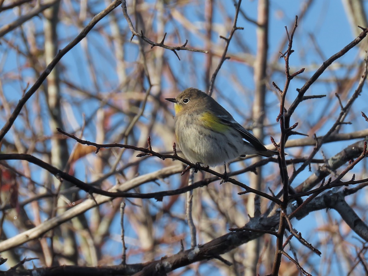 lesňáček žlutoskvrnný - ML644237806