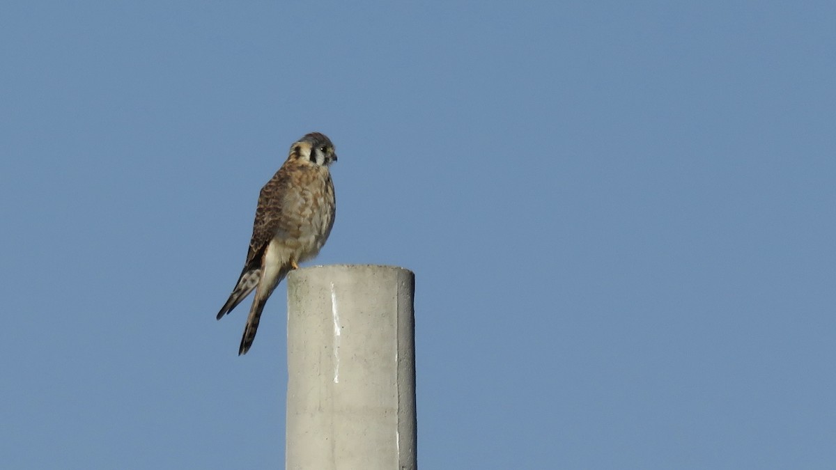 American Kestrel - ML644237807
