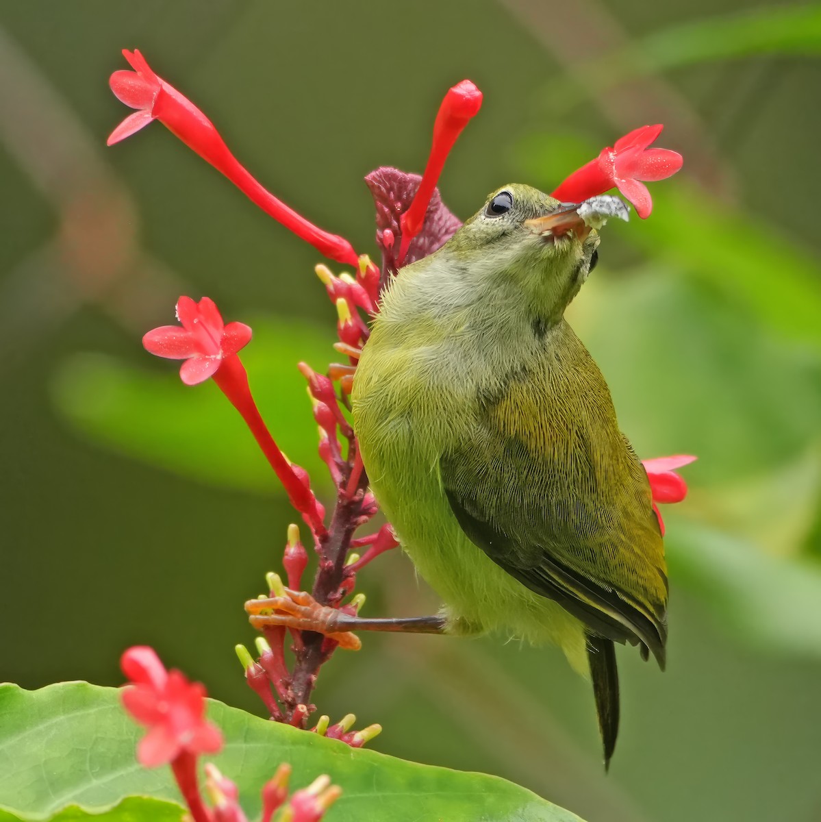 Feuerbrust-Nektarvogel - ML644237811