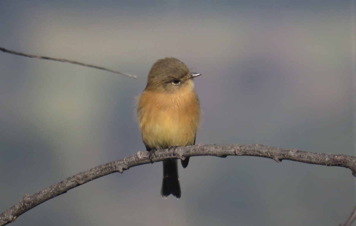 Buff-breasted Flycatcher - ML644237820