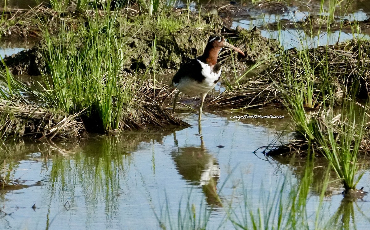 Цветной бекас - ML644237827