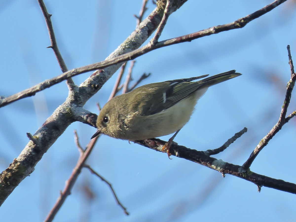 králíček americký - ML644237829