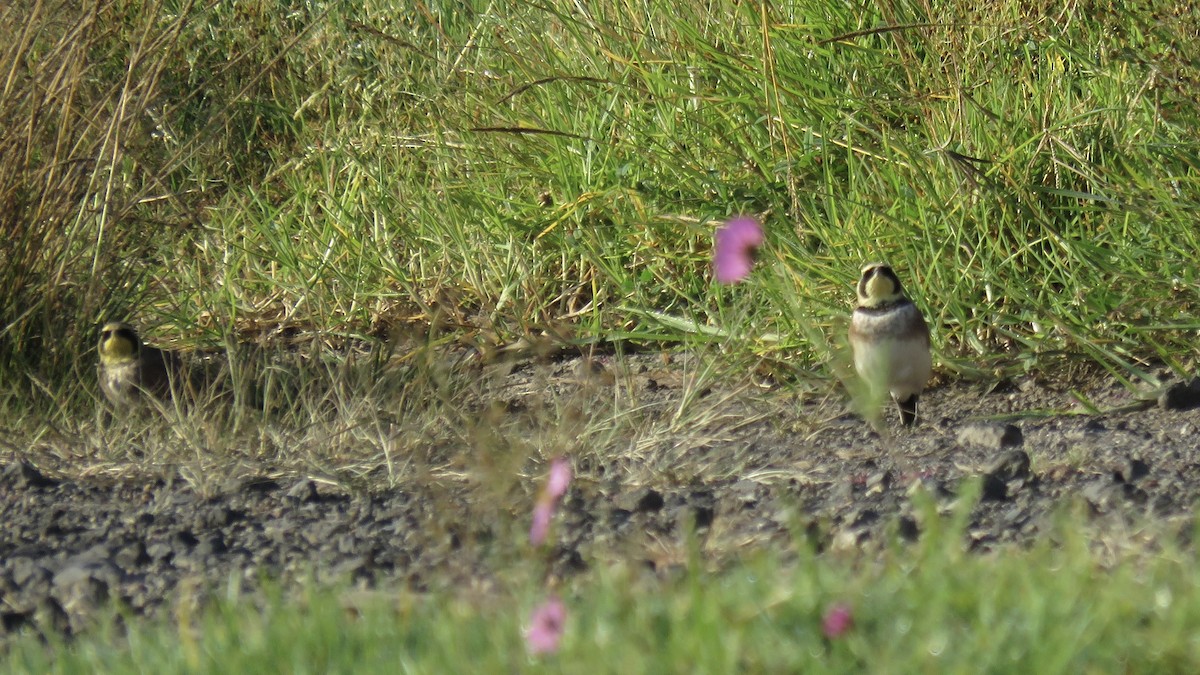 Horned Lark - ML644237834