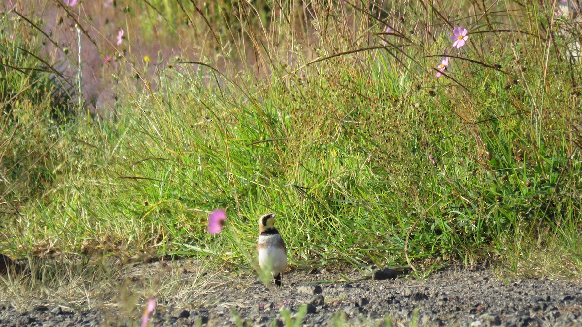 Horned Lark - ML644237835