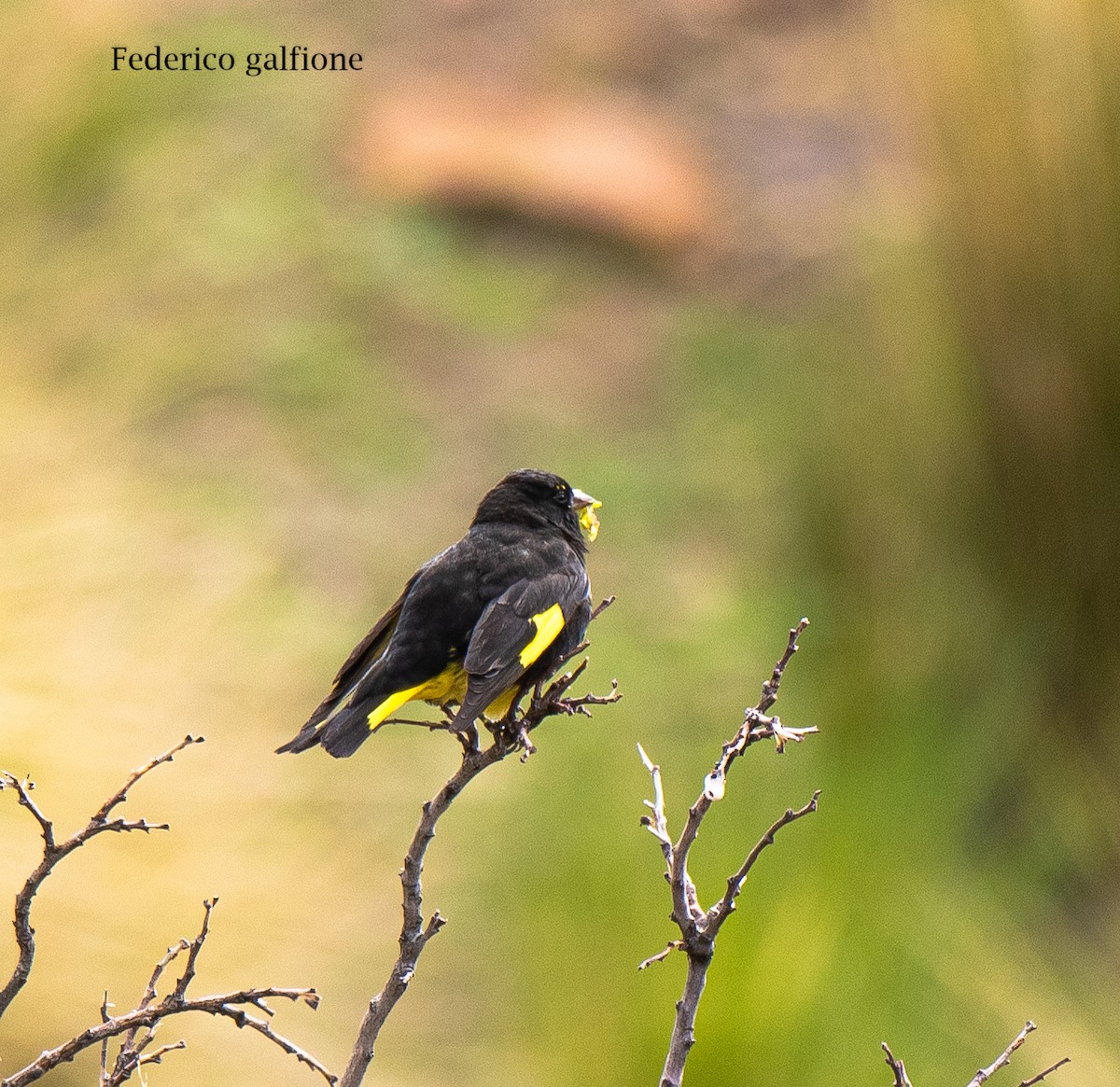 Schwarzzeisig - ML644237840