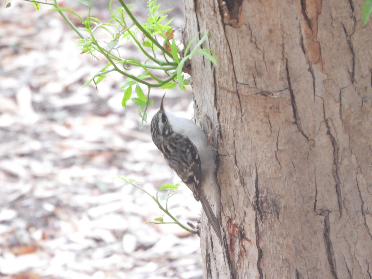 Brown Creeper - ML644237844