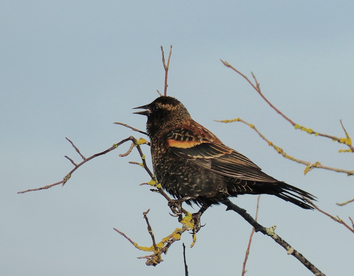 vlhovec červenokřídlý - ML644237845