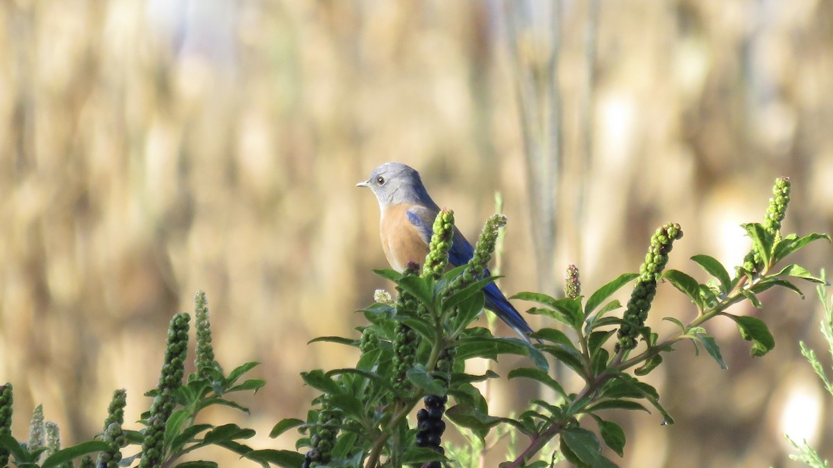 Western Bluebird - ML644237854
