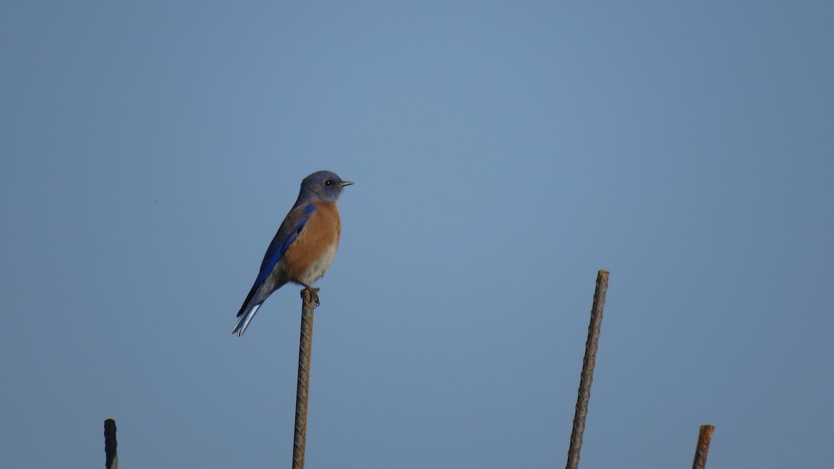 Western Bluebird - ML644237855