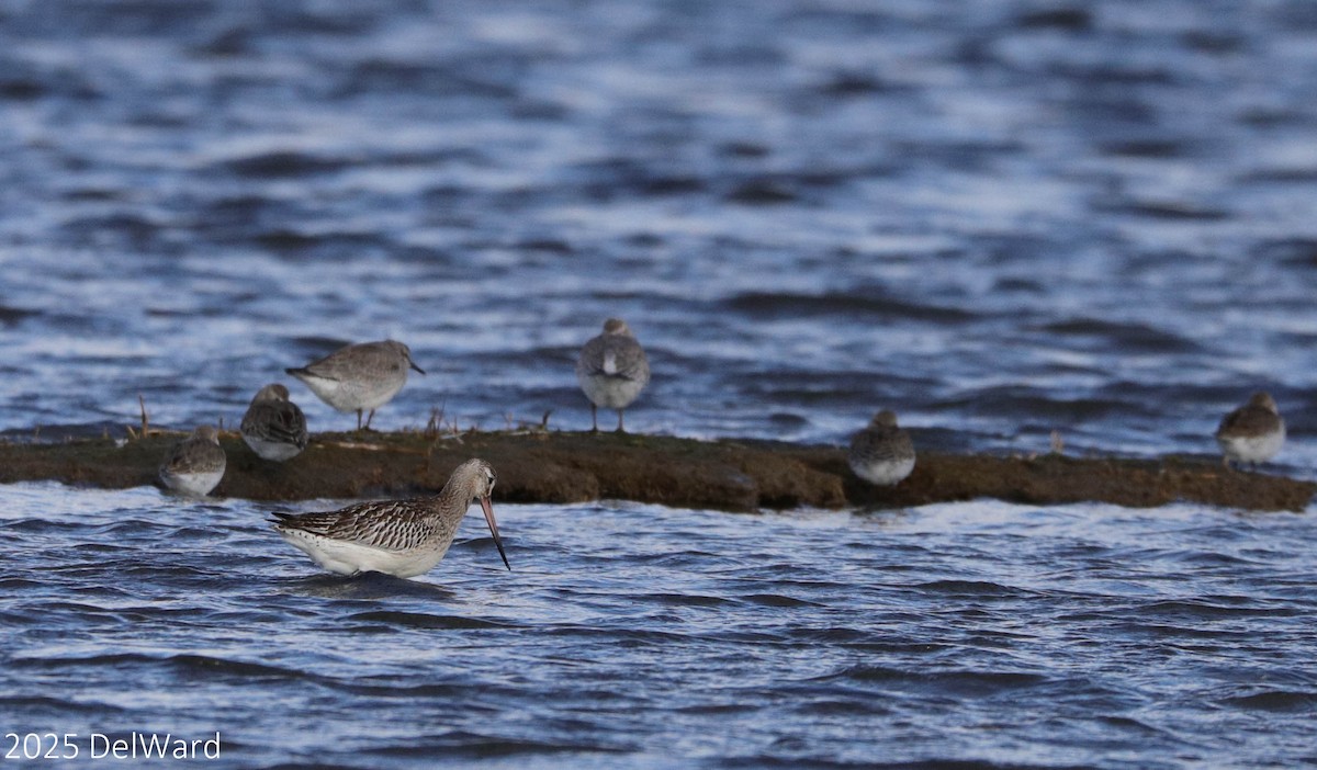 Bar-tailed Godwit (European) - ML644237857