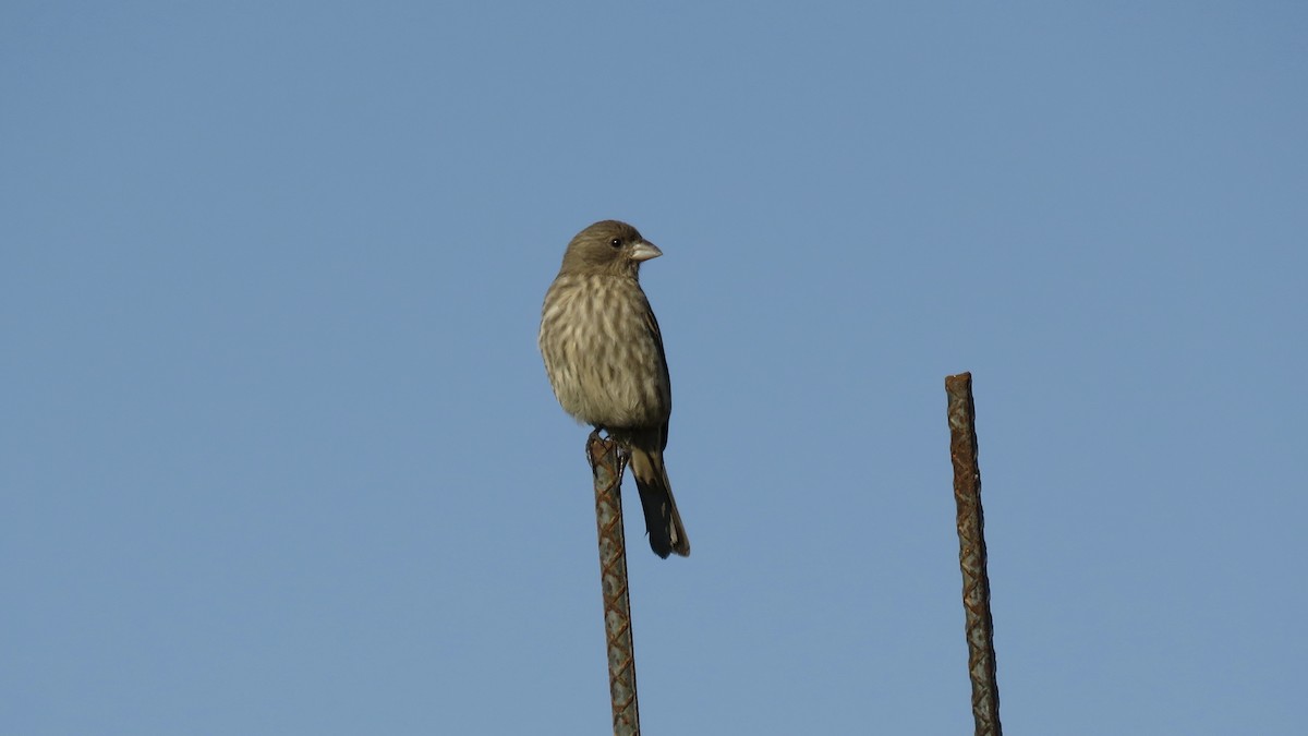 House Finch - ML644237864