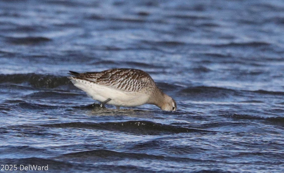 Bar-tailed Godwit (European) - ML644237866