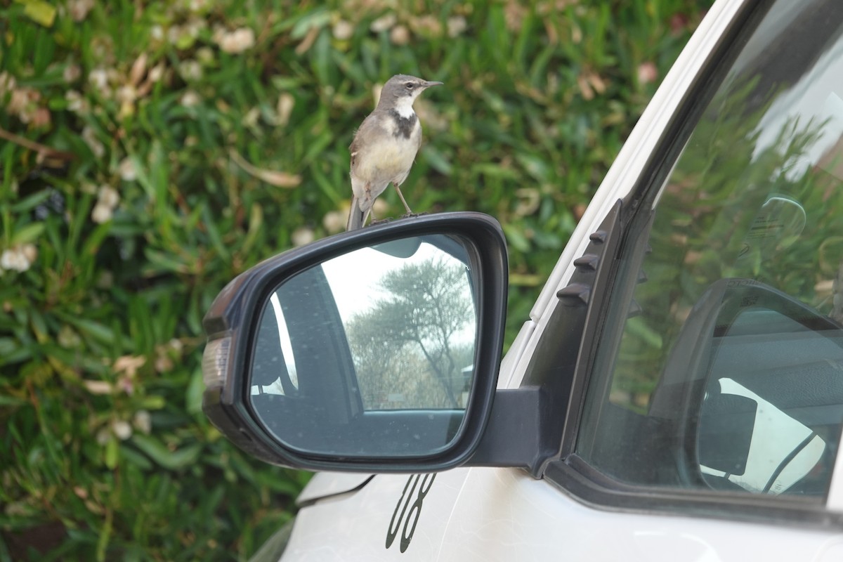 konipas jihoafrický - ML644237867