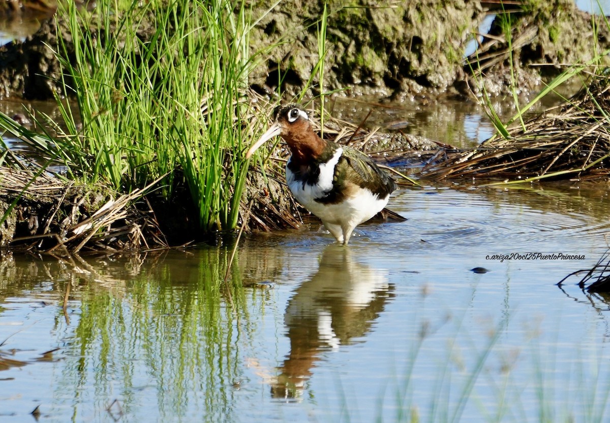 Цветной бекас - ML644237868
