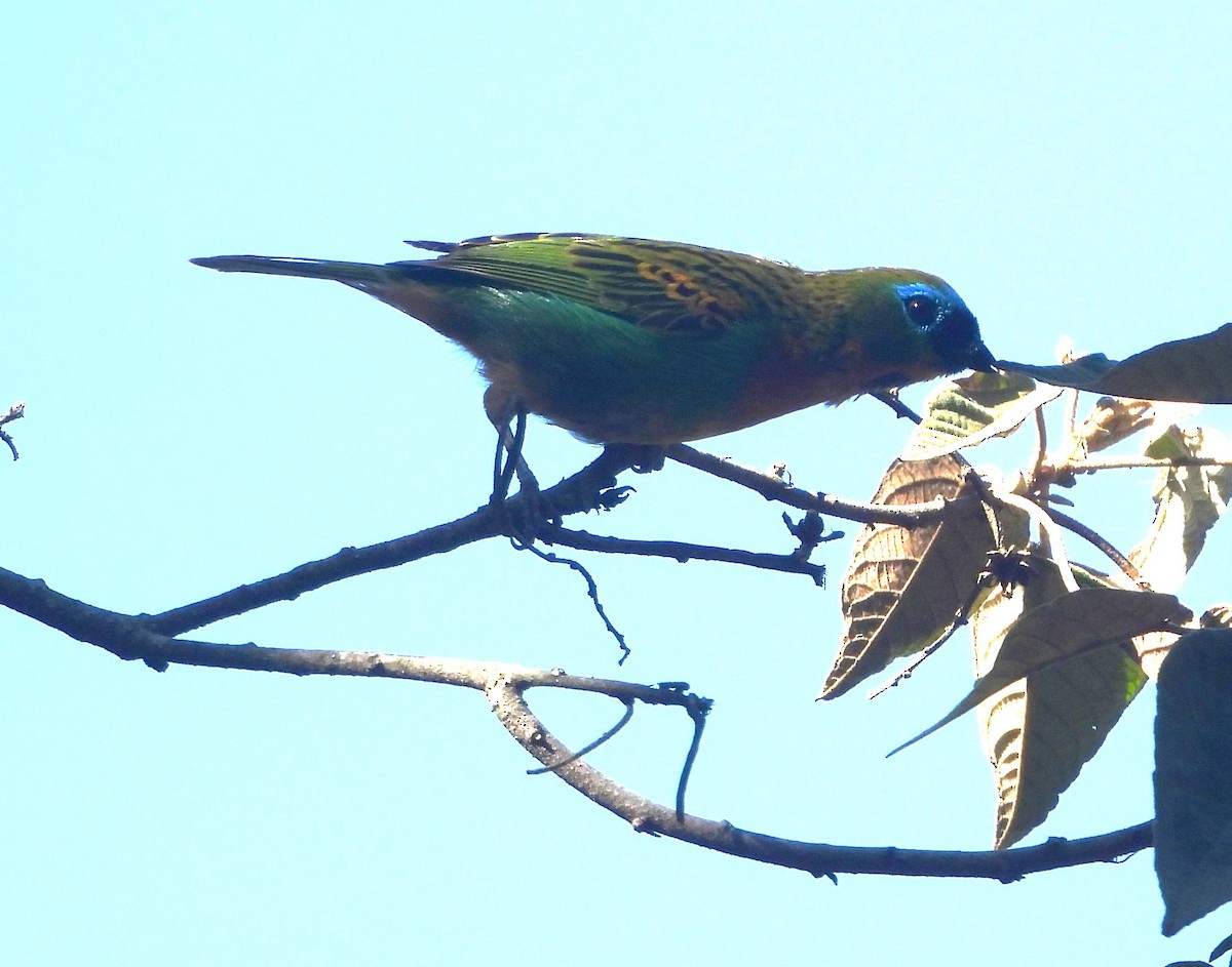 Tangara de Desmarest - ML644237874