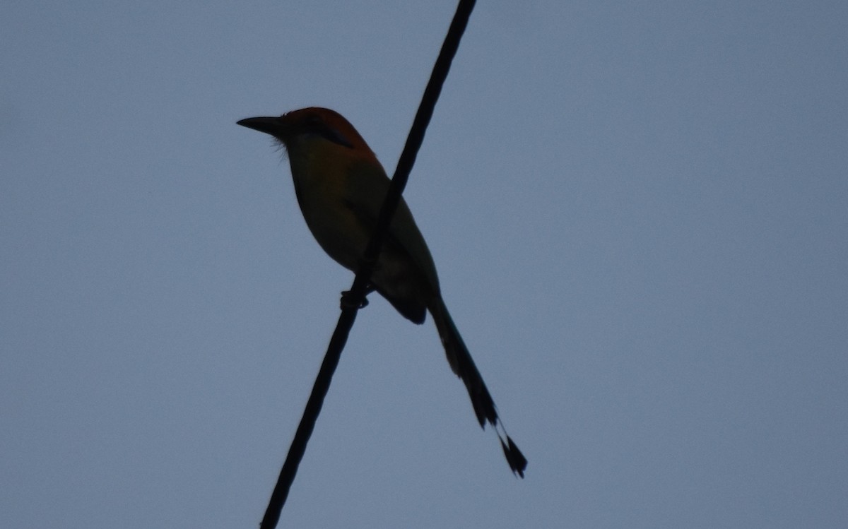 Russet-crowned Motmot - ML644237880