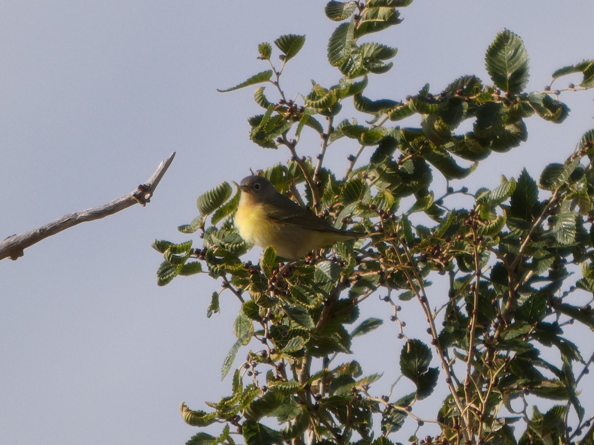 Nashville Warbler - ML644237881