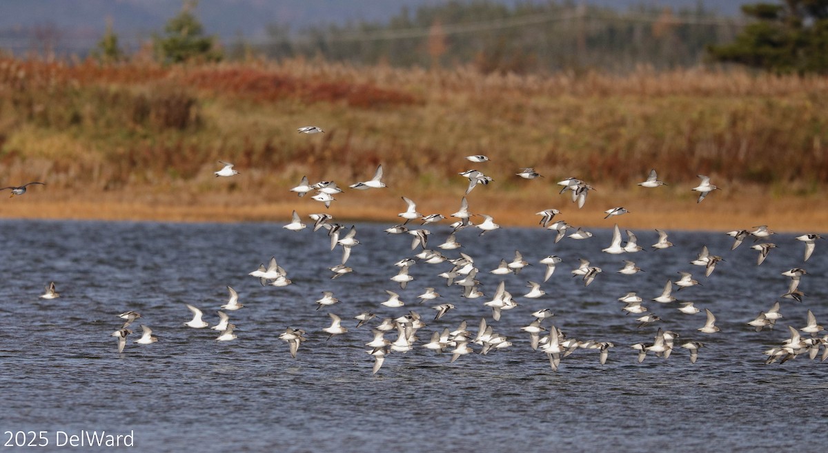 Dunlin - ML644237882