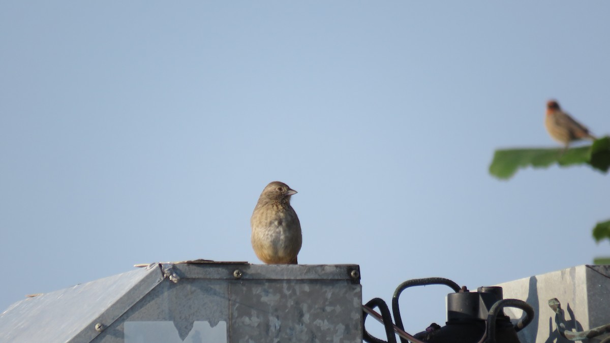 Canyon Towhee - ML644237884