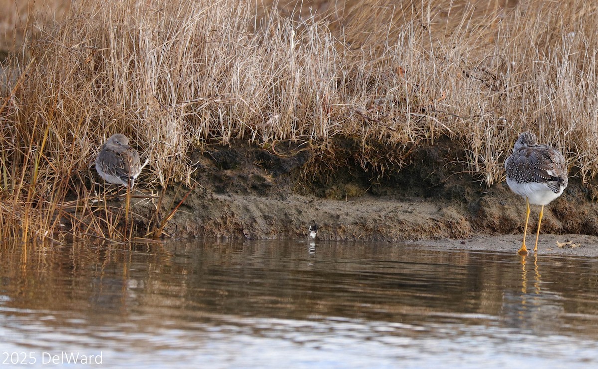 White-rumped Sandpiper - ML644237897