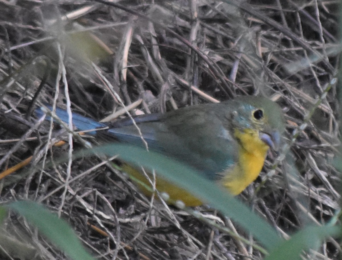 Passerin arc-en-ciel - ML644237900