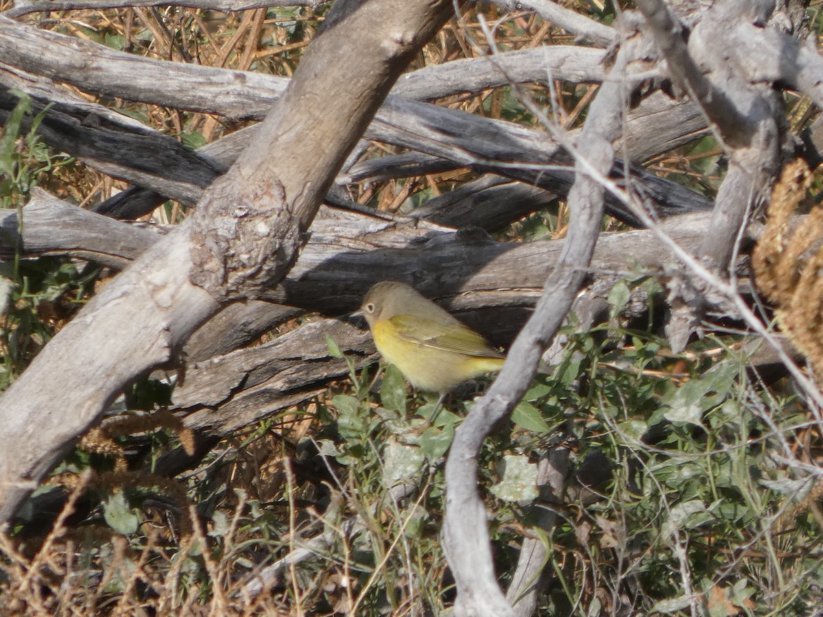 Nashville Warbler - ML644237908
