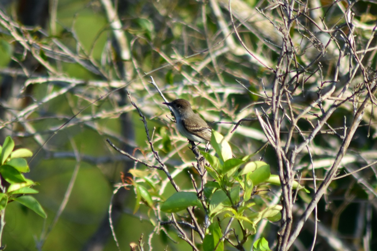 La Sagra's Flycatcher - ML644237909