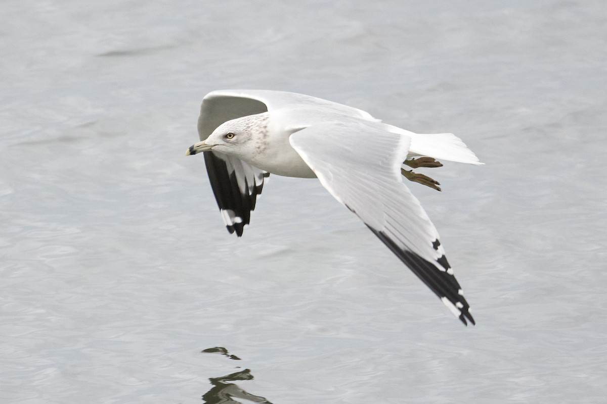 Ring-billed Gull - ML644237910