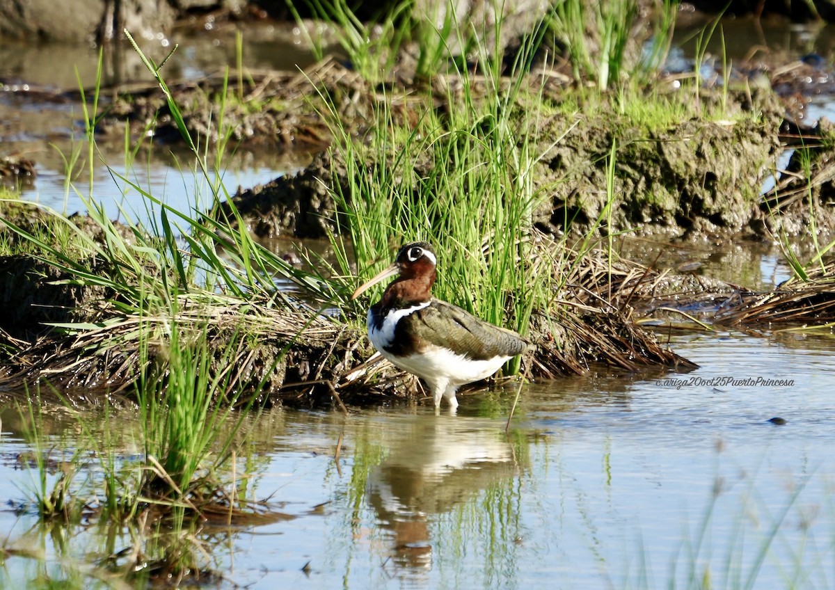 Цветной бекас - ML644237916