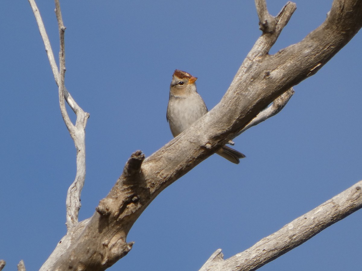 White-crowned Sparrow - ML644237919