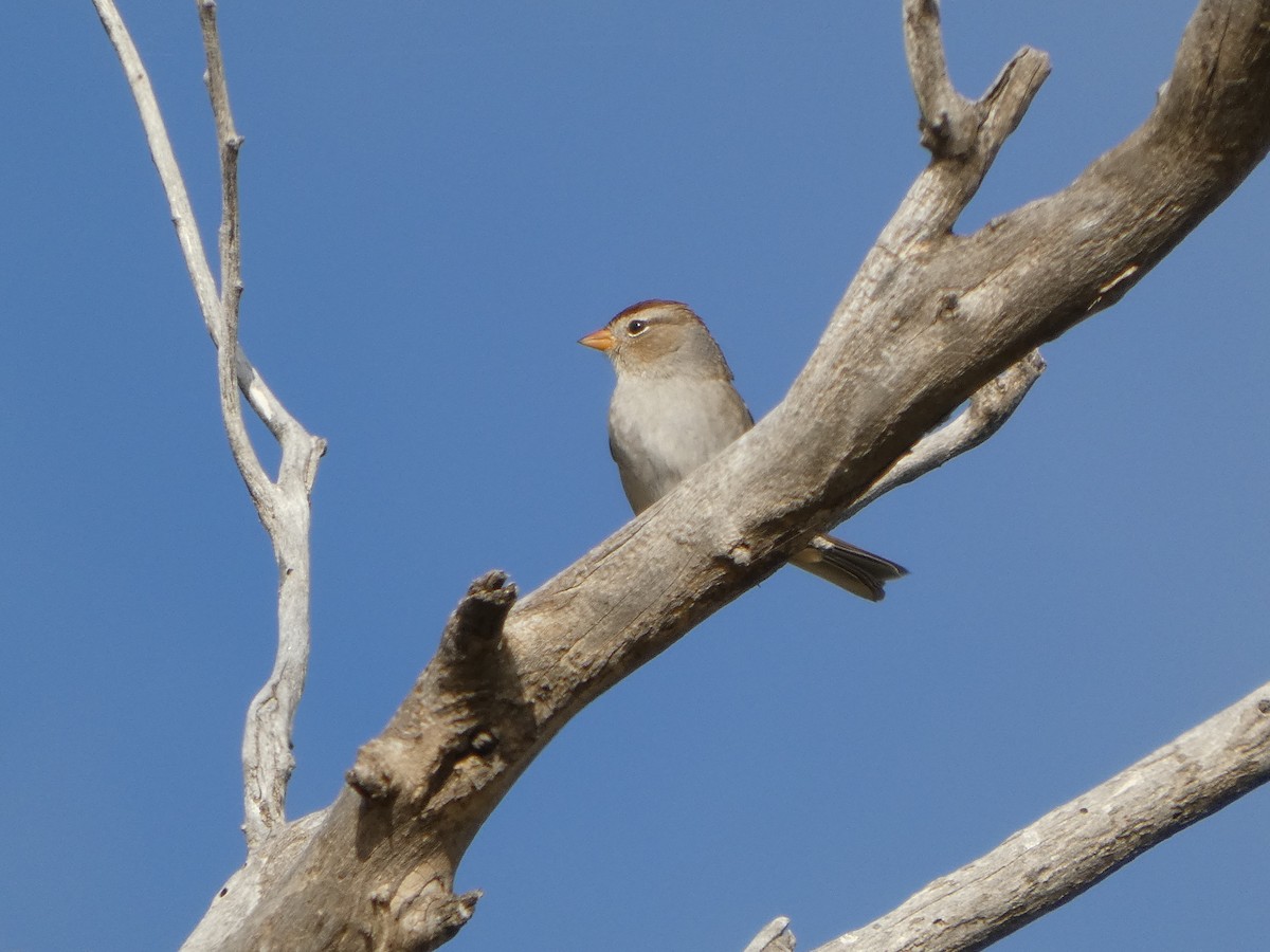 White-crowned Sparrow - ML644237920