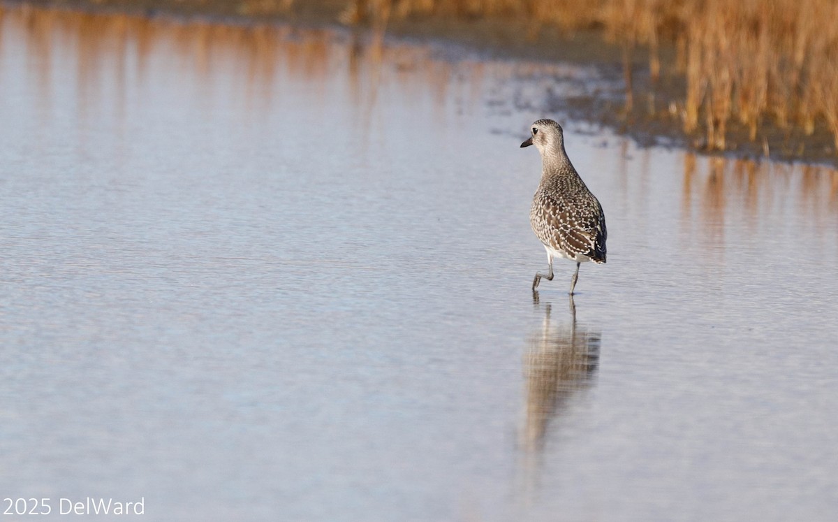Black-bellied Plover - ML644237921