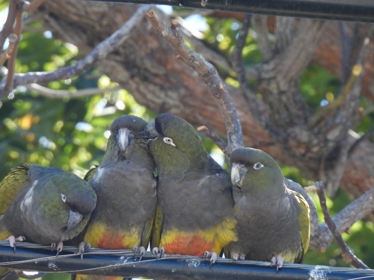 Burrowing Parakeet - ML644237922