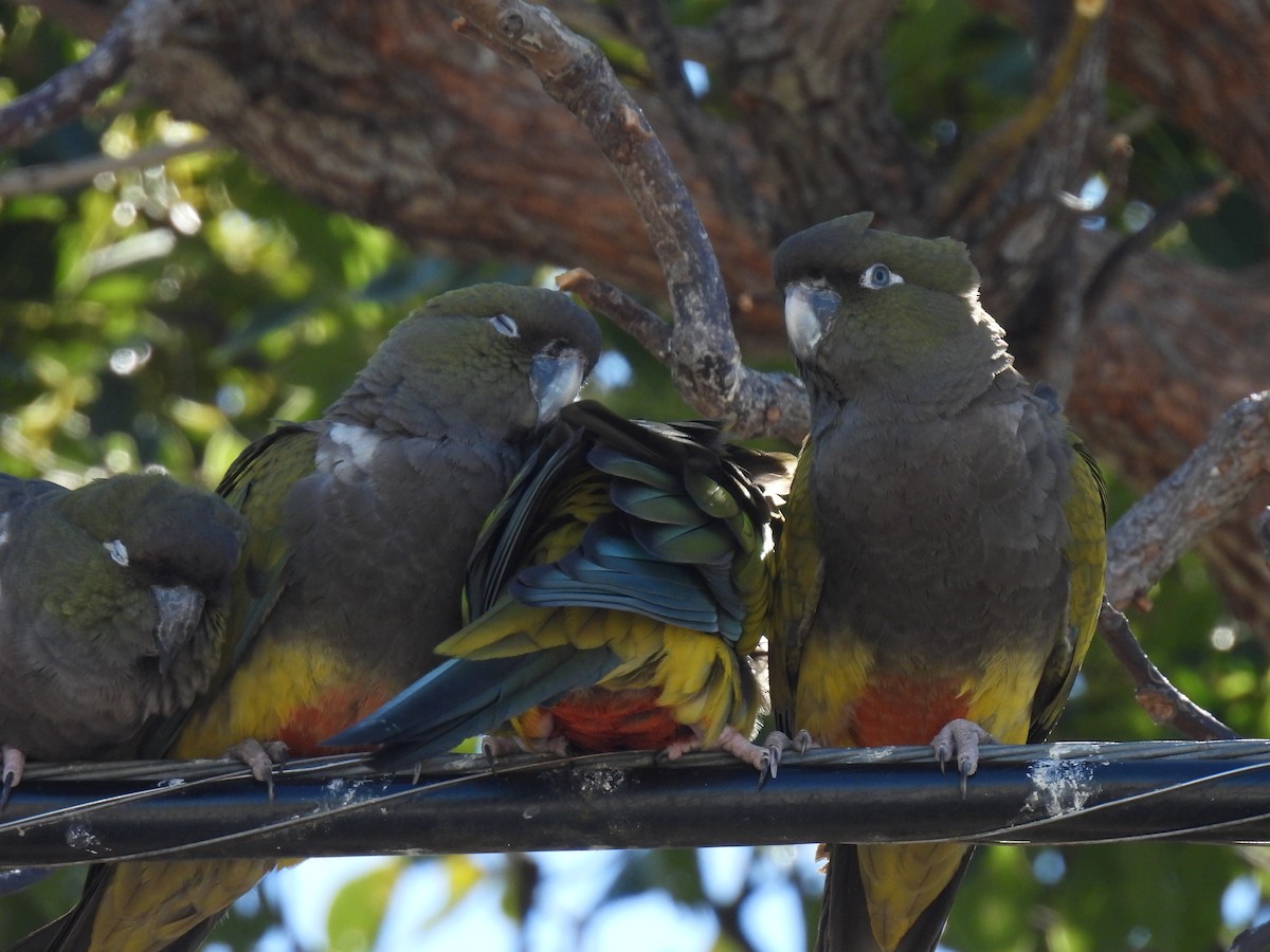 Burrowing Parakeet - ML644237923