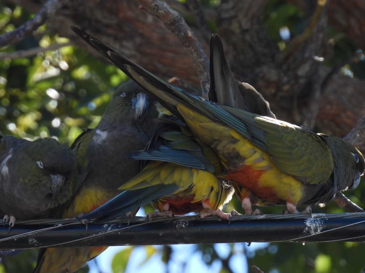 Burrowing Parakeet - ML644237924