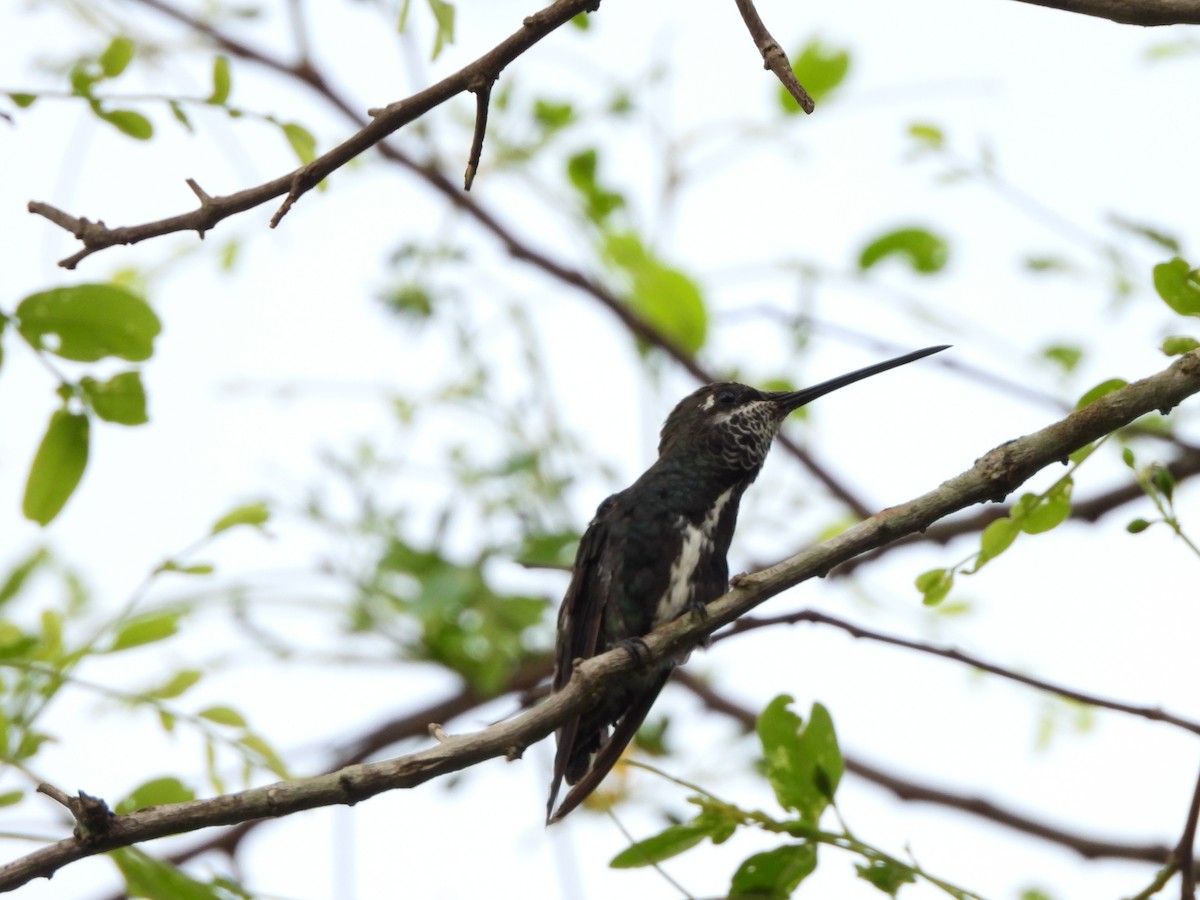Stripe-breasted Starthroat - ML644237925
