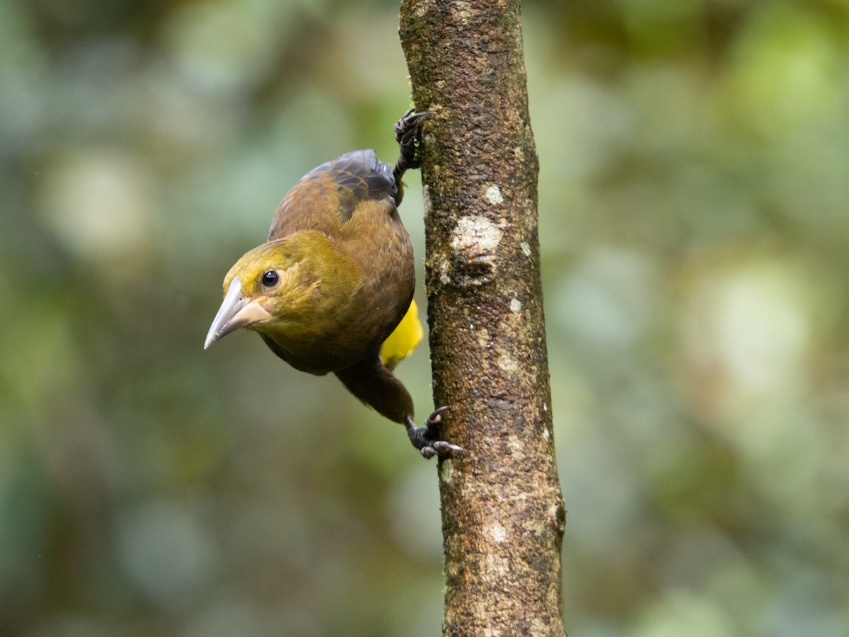 Russet-backed Oropendola (Russet-backed) - ML644237928