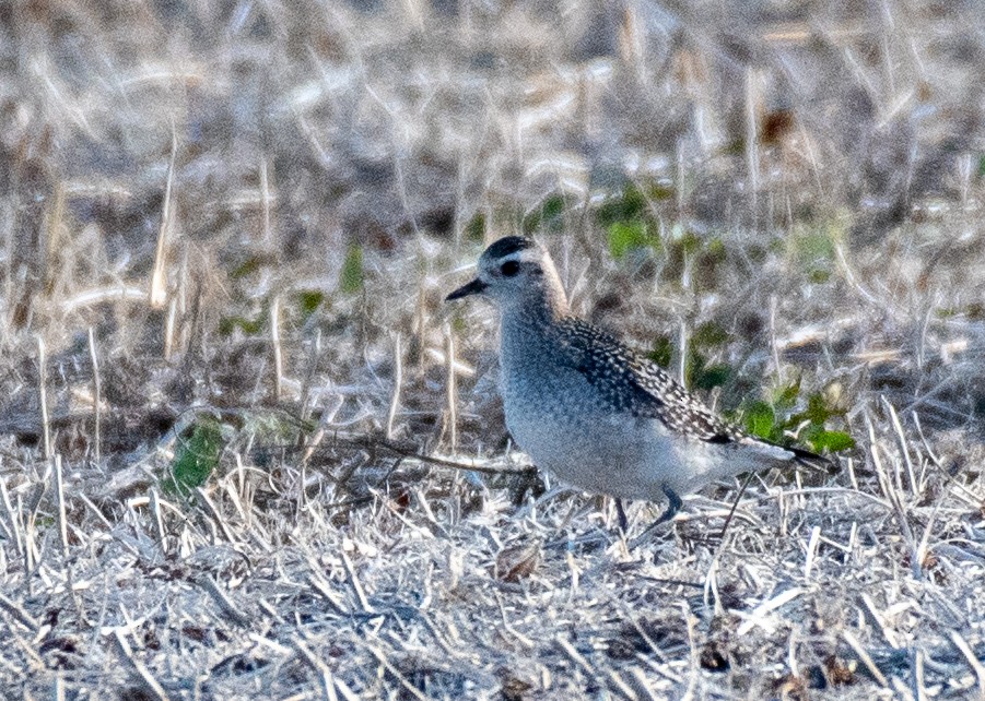 Pluvier bronzé - ML644237929