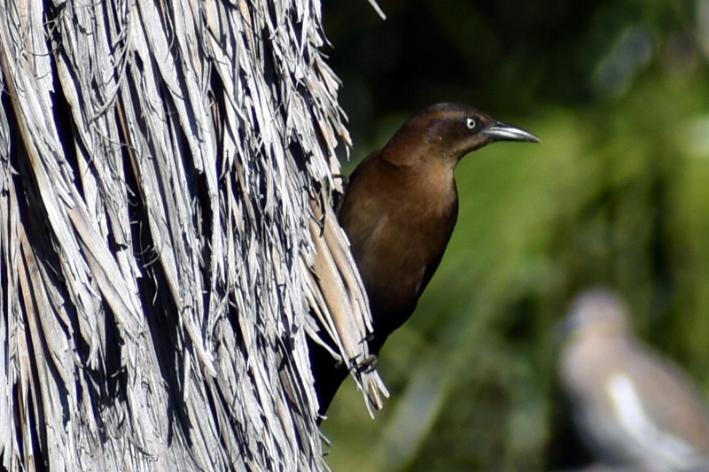 Great-tailed Grackle - ML644237933