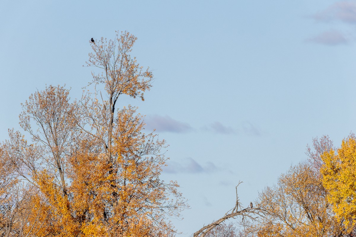 Grand Corbeau - ML644237939