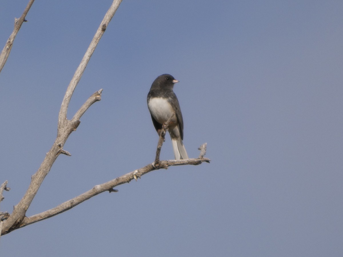 Dark-eyed Junco (Slate-colored) - ML644237942