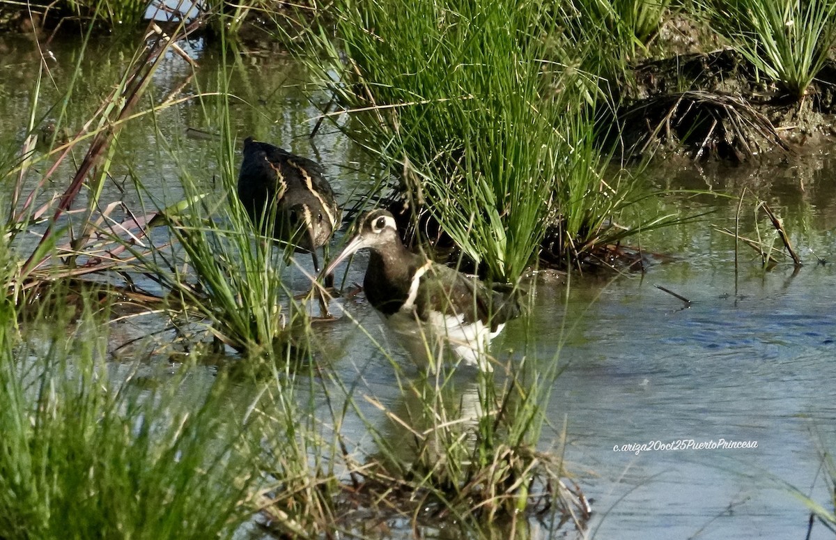 Цветной бекас - ML644237950