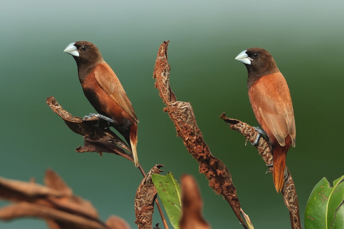 Chestnut Munia - ML644237951