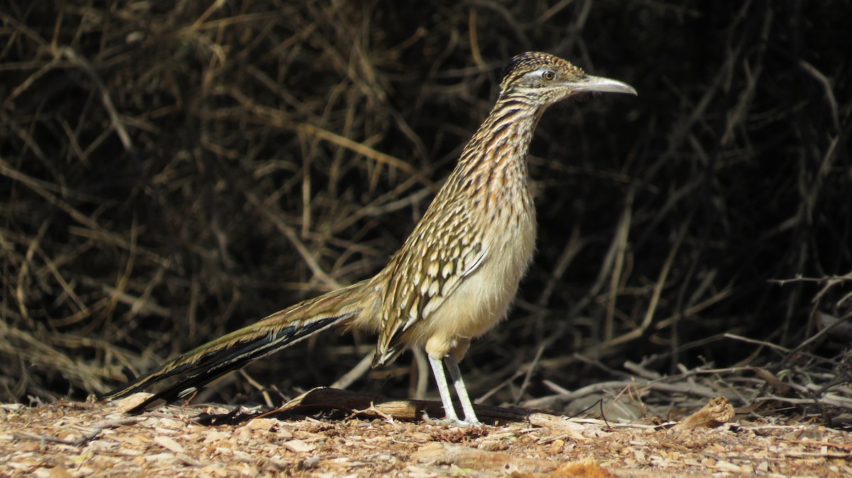 Correcaminos Grande - ML644237954