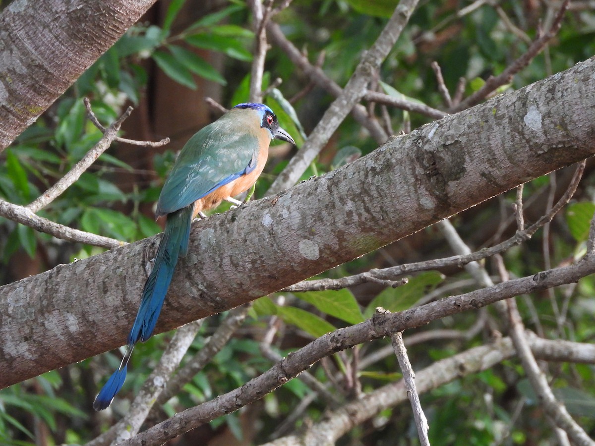 Amazonian Motmot - ML644237965
