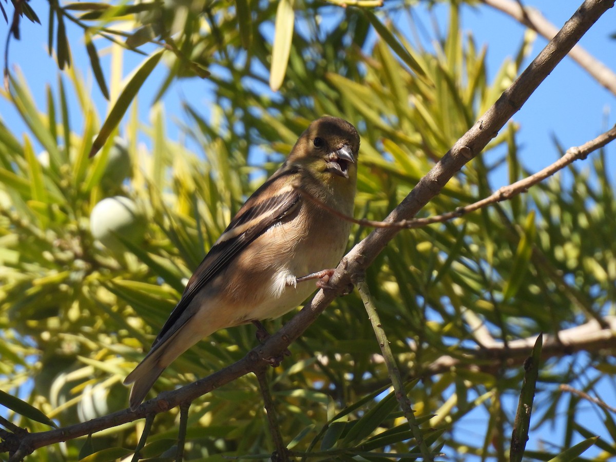 American Goldfinch - ML644237967