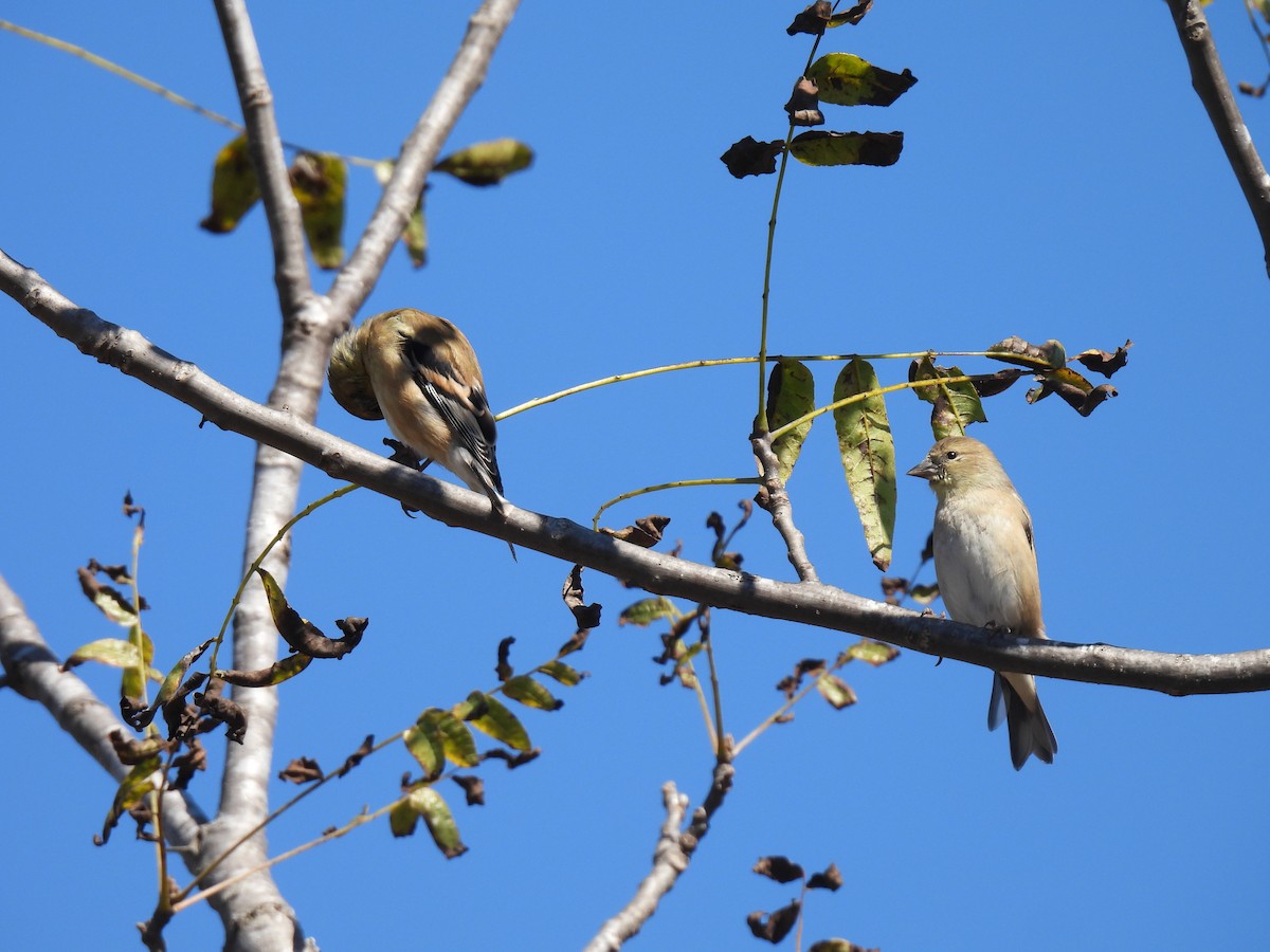 American Goldfinch - ML644237968