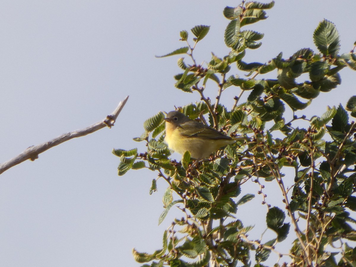 Nashville Warbler - ML644237969