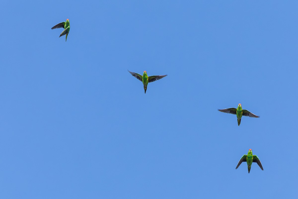 Musk Lorikeet - ML644237972